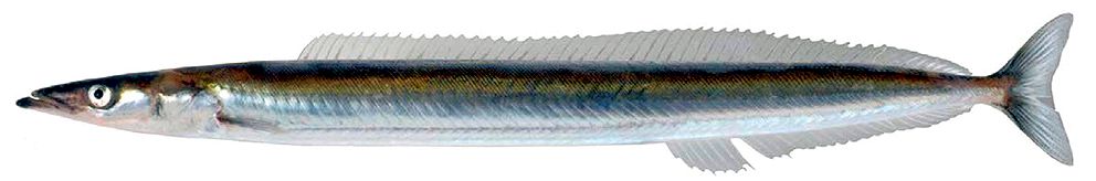 Hyperoplus immaculatus_03.jpg